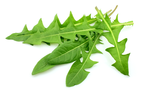 Dandelion leaves